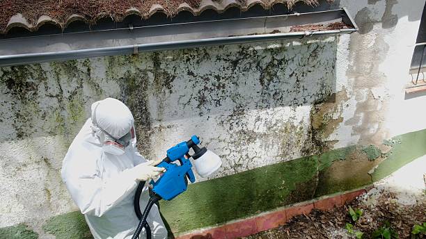 Trusted Commercial Mold Remediation service in Palm Beach Gardens, FL - Cheap Mold Removal